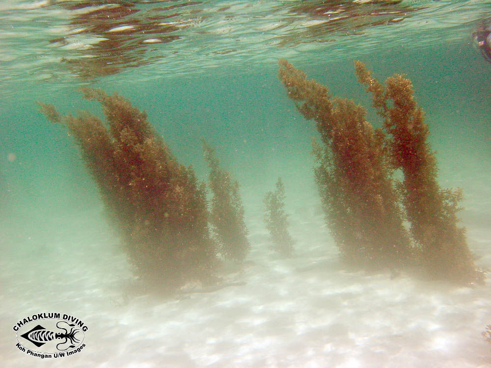 Image of Sargassum