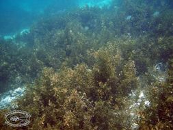 Image of Sargassum