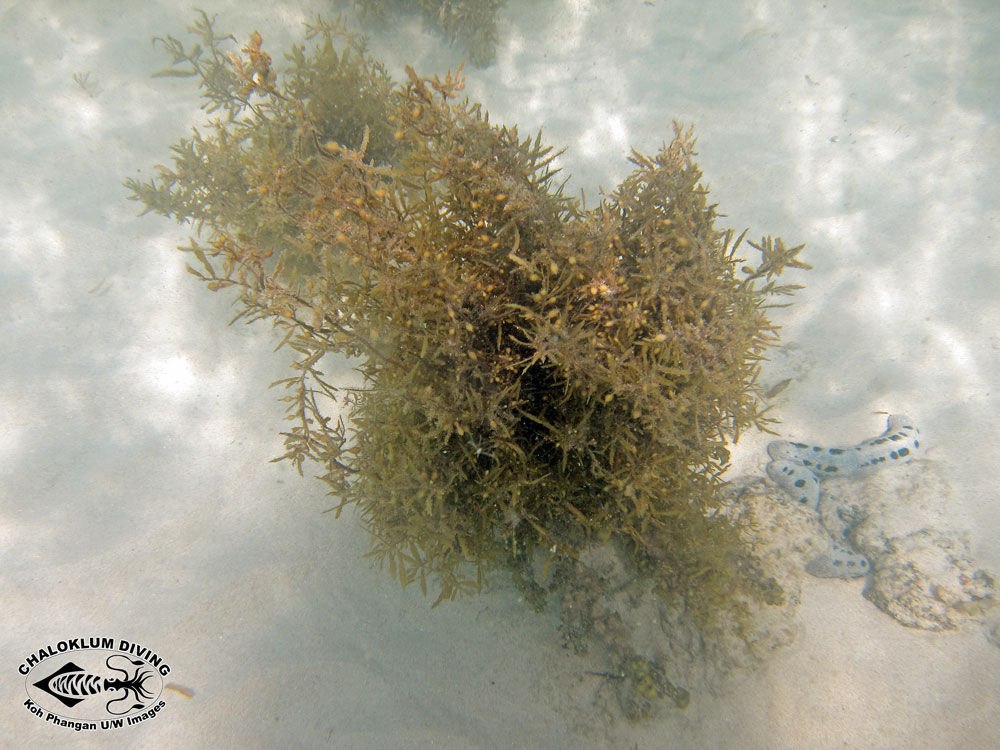 Image of Sargassum