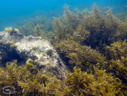 Image of Sargassum