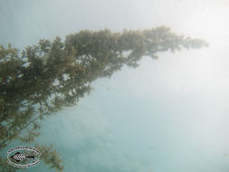 Image of Sargassum