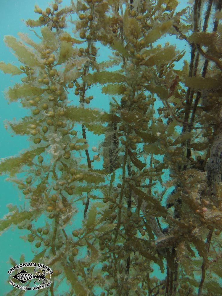 Image of Sargassum