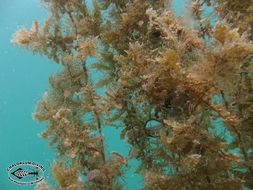 Image of Sargassum