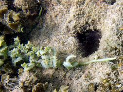 Image of Sawblade Caulerpa