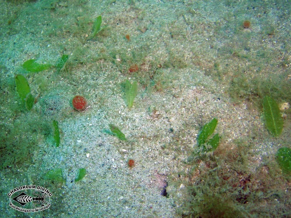 Image of Caribbean Sea-Grass