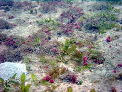 Image of Caribbean Sea-Grass