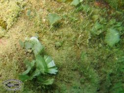 Image of large leaf green algae