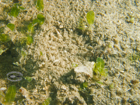 Image of sea anemones