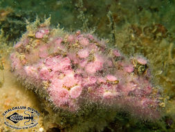 Image of sea anemones