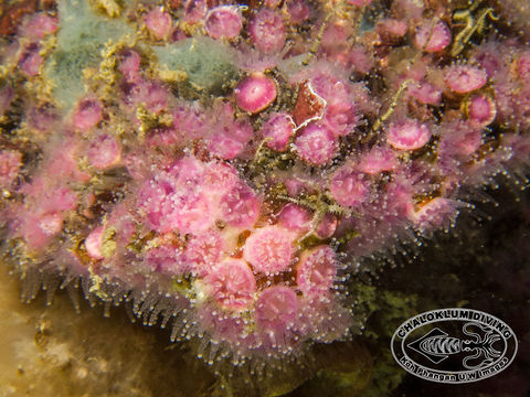 Image of sea anemones