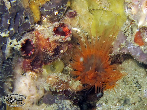 Image of sea anemones