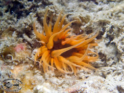 Image of sea anemones