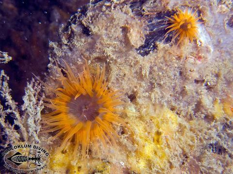 Image of sea anemones