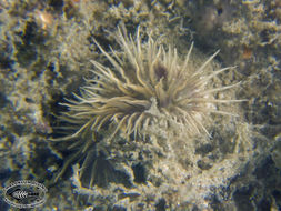 Image of sea anemones