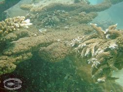 Image of Staghorn corals