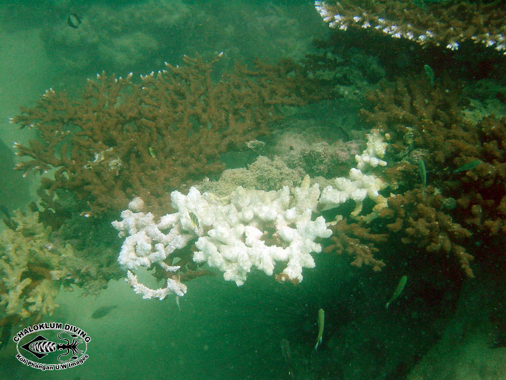 Image of Staghorn corals