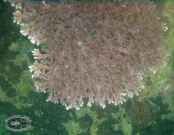 Image of Staghorn corals