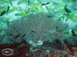 Image of Staghorn corals