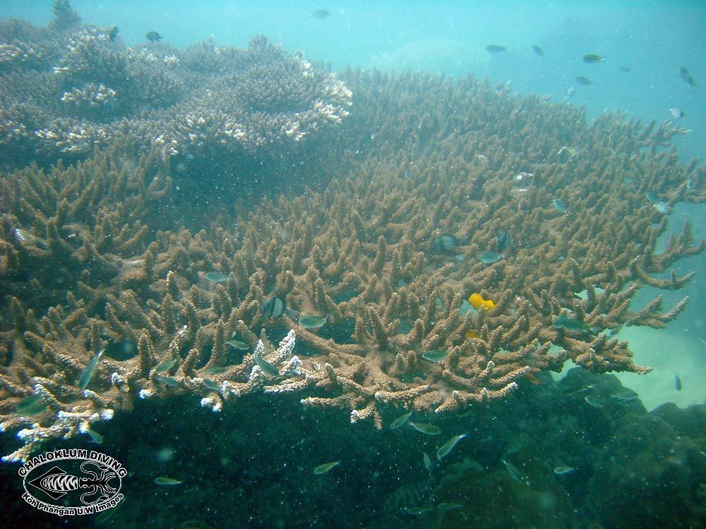 Image of Staghorn corals