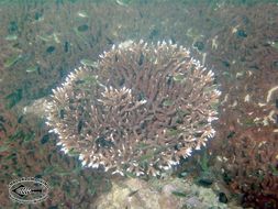 Image of Staghorn corals