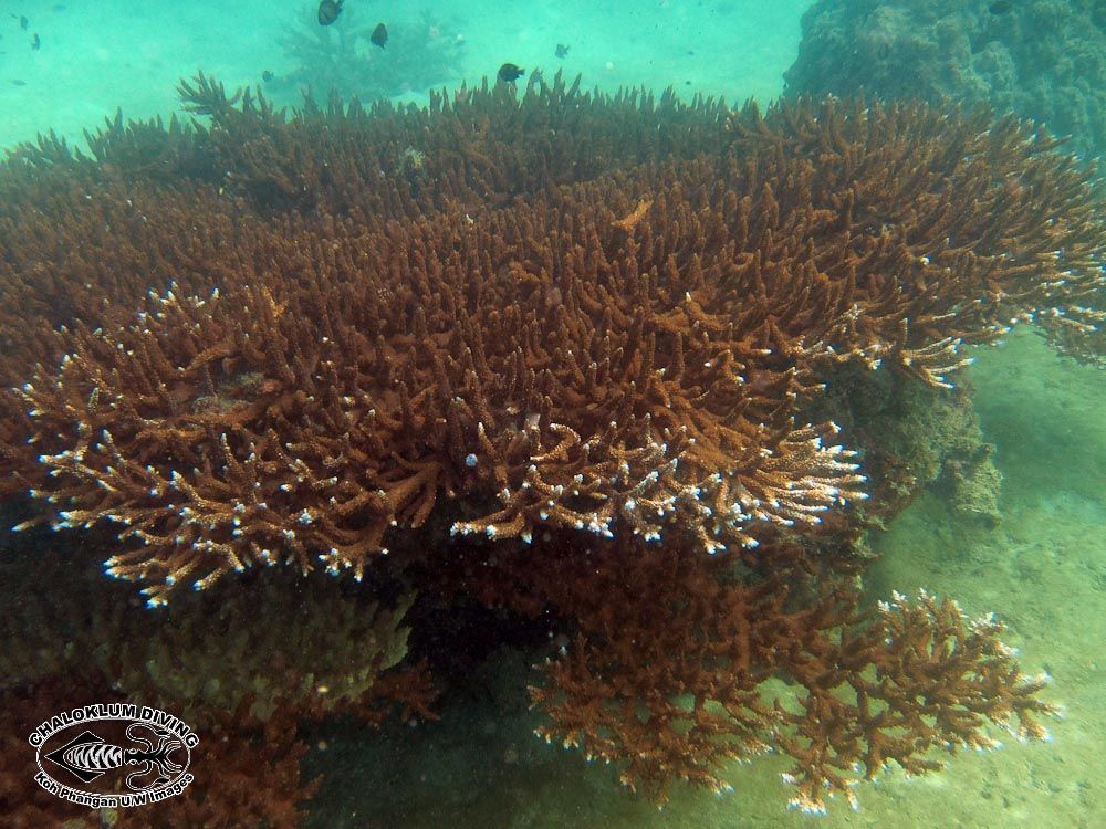 Image of Staghorn corals