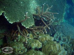 Image of Staghorn corals