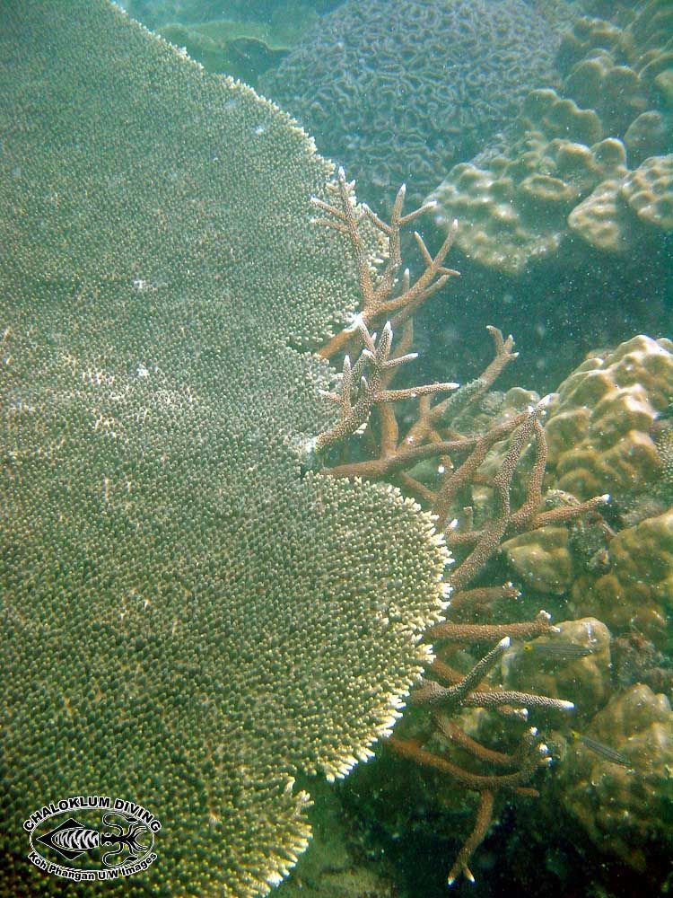 Image of Staghorn corals