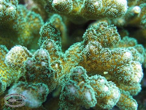 Image of Cauliflower corals