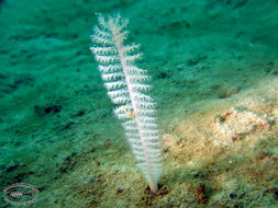 Image of sea pens