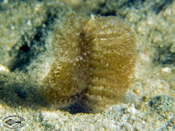 Image of sea pens