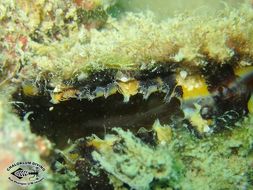 Image of Thorny oyster