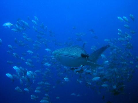 Image of Whale Shark