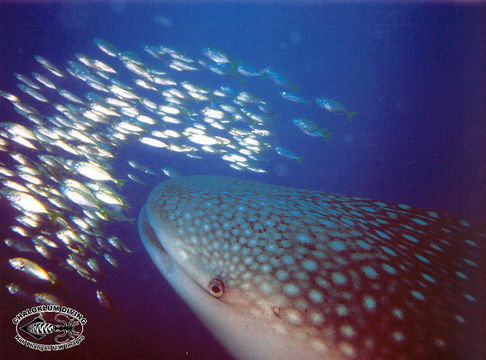 Image of Whale Shark