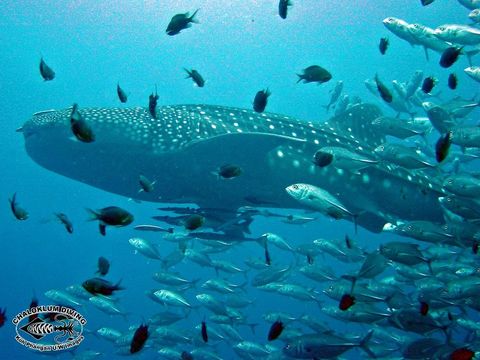 Image of Whale Shark