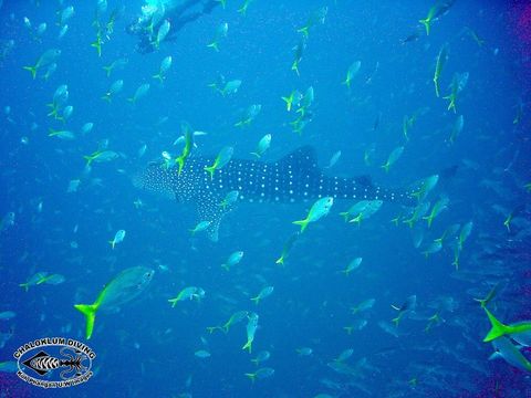 Image of Whale Shark