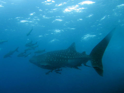 Image of Whale Shark