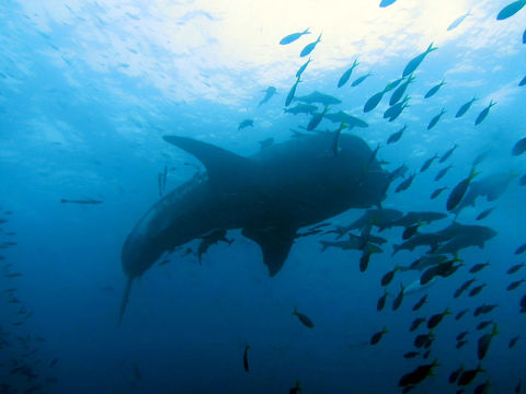 Image of Whale Shark