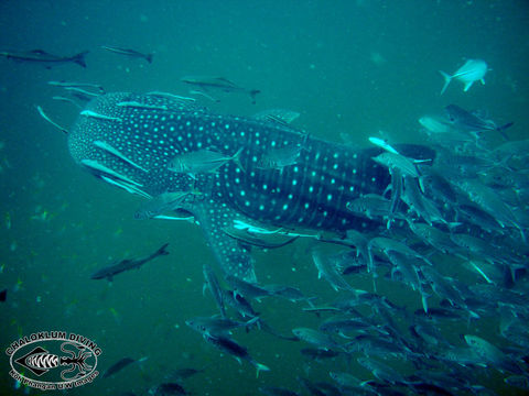 Image of Whale Shark