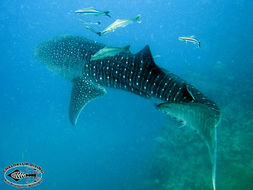 Image of Whale Shark