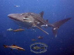 Image of Whale Shark