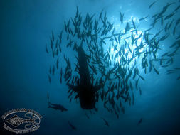 Image of Whale Shark