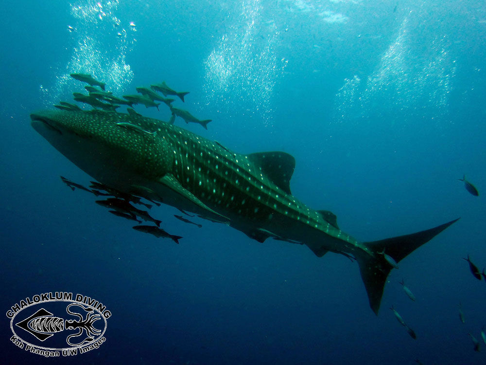 Image of Whale Shark