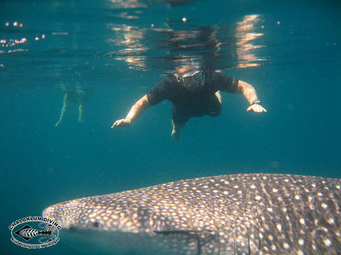 Image of Whale Shark