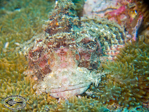 Image of Smallscale scorpionfish