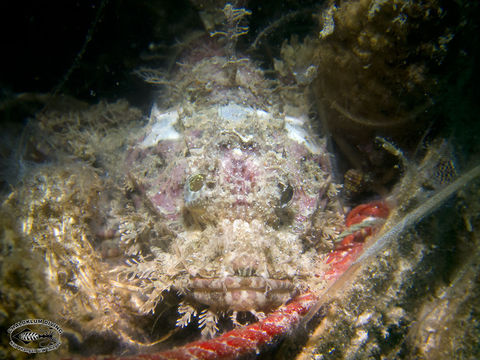 Image of Smallscale scorpionfish