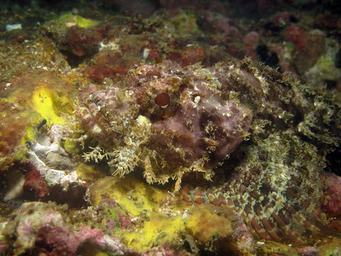 Image of Smallscale scorpionfish