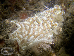 Image of Ascidian