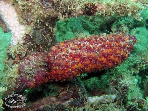 Image of Ascidian