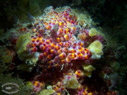 Image of Ascidian