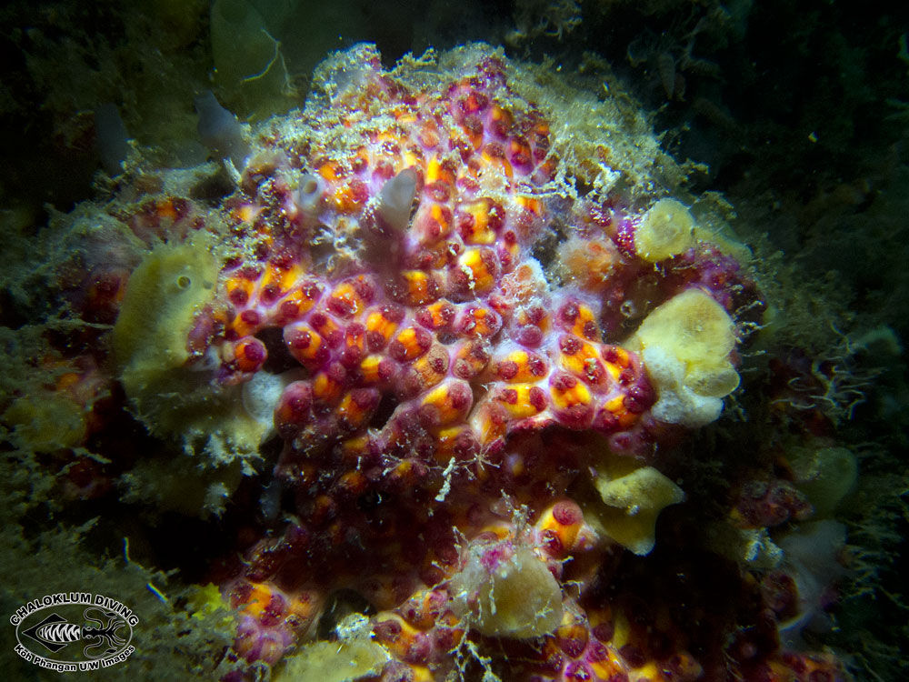 Image of Ascidian